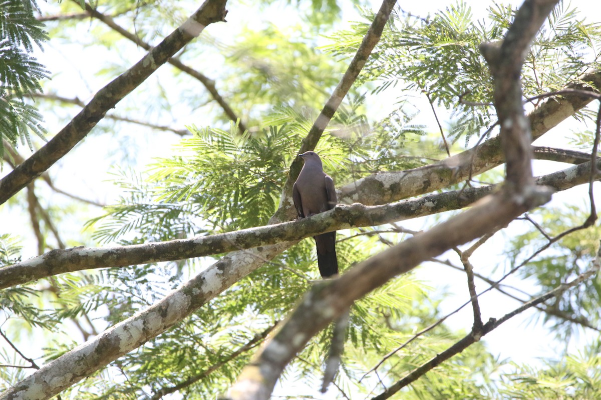Ruddy Pigeon - ML642824432