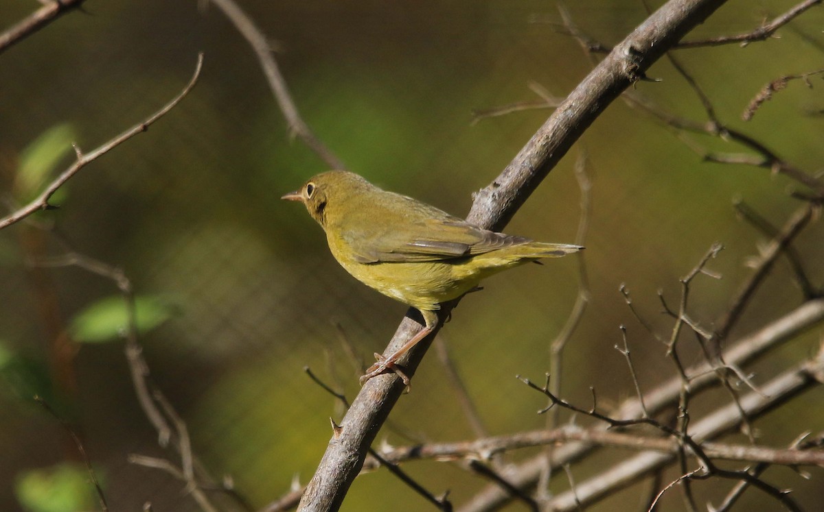 Connecticut Warbler - ML642824443