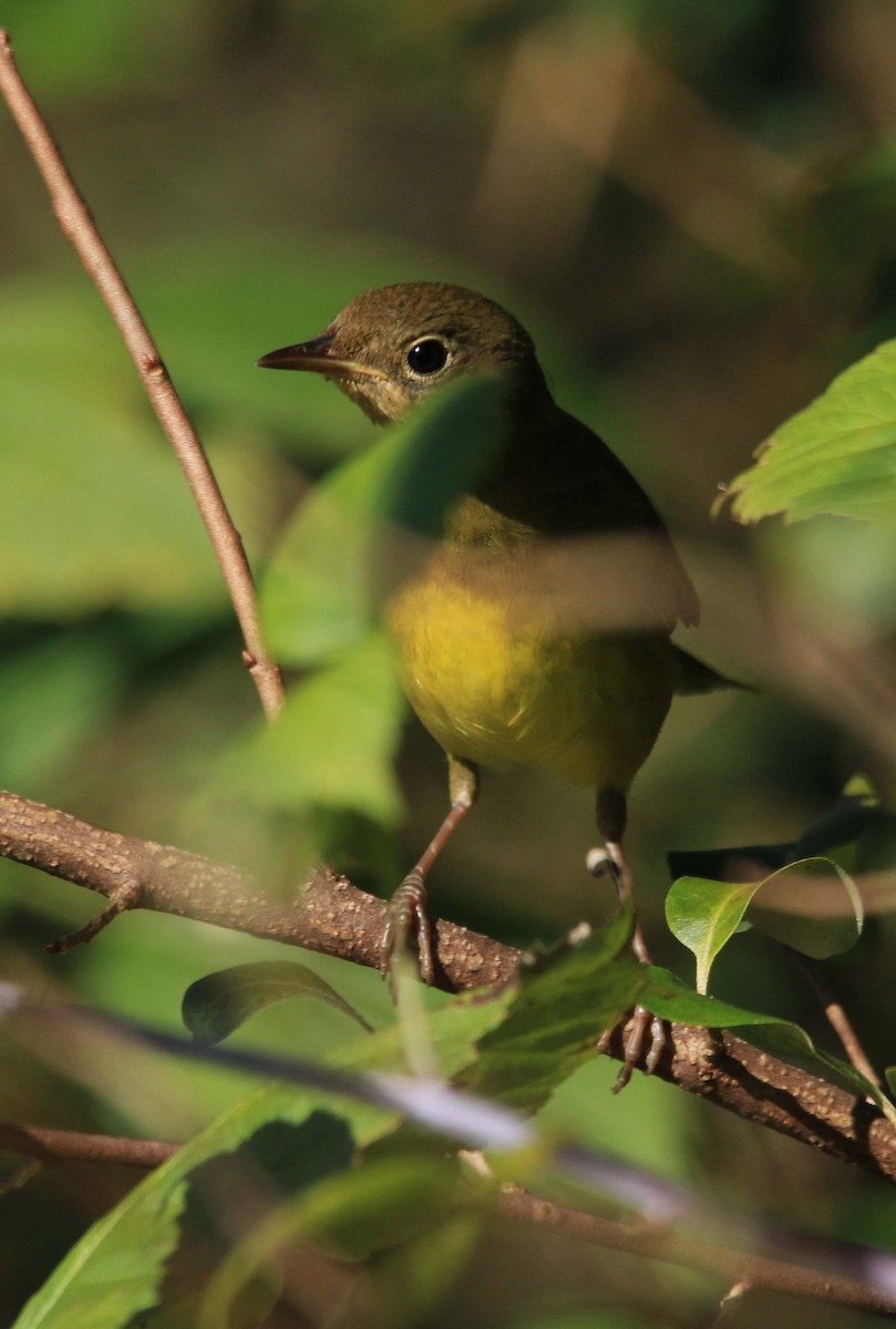 Connecticut Warbler - ML642824444