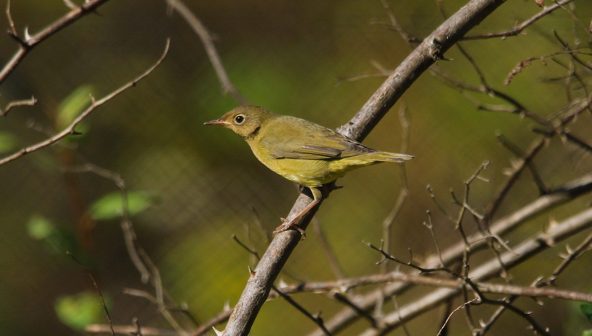Connecticut Warbler - ML642824446