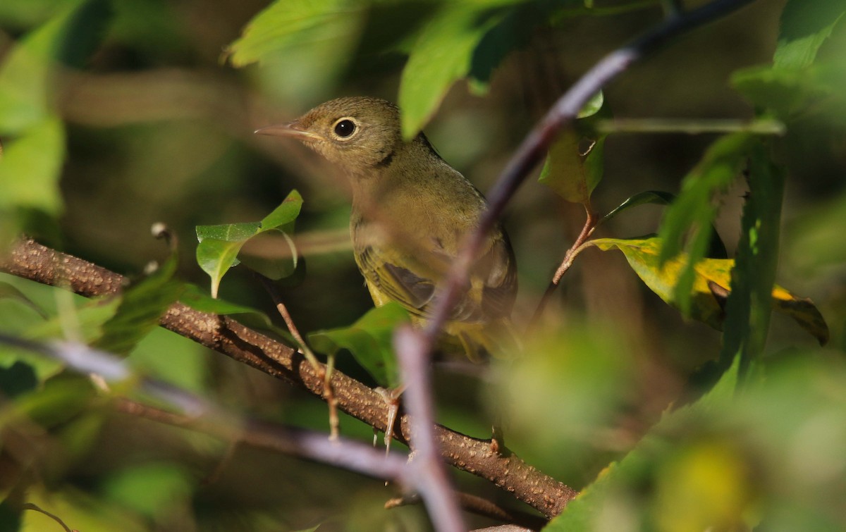Connecticut Warbler - ML642824447