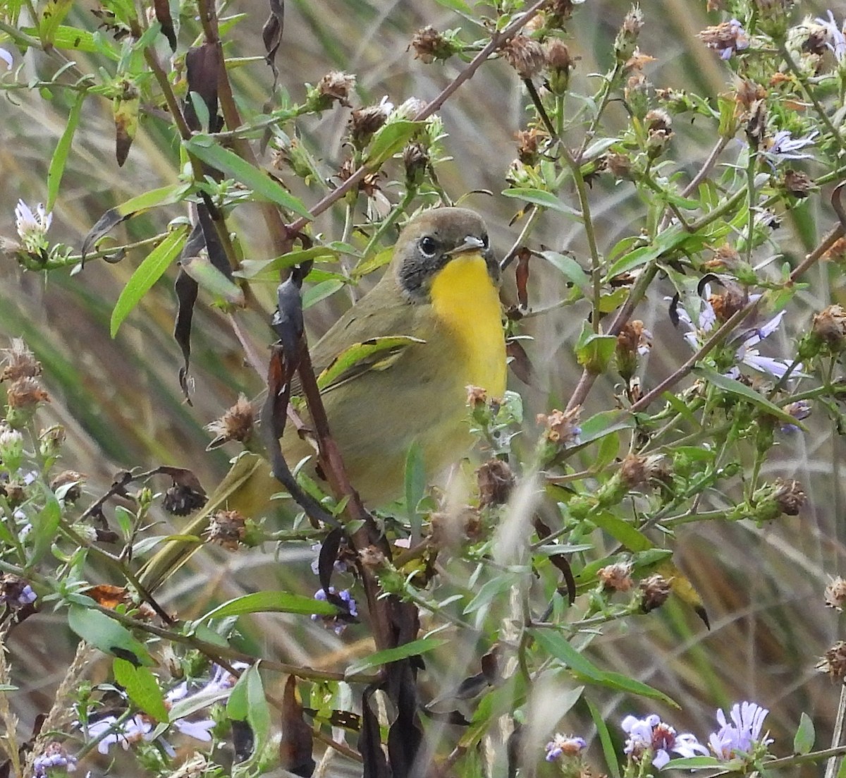 Common Yellowthroat - ML642824448