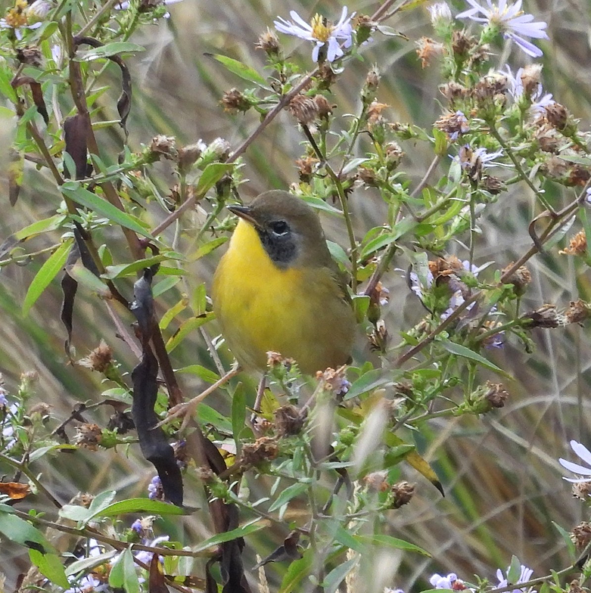 Common Yellowthroat - ML642824449