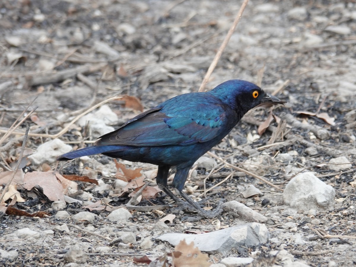 Cape Starling - ML642824454