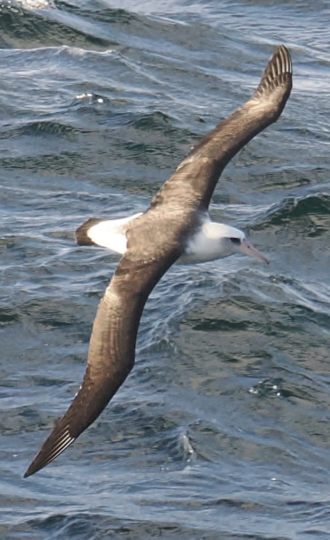 Laysan Albatross - ML642824460