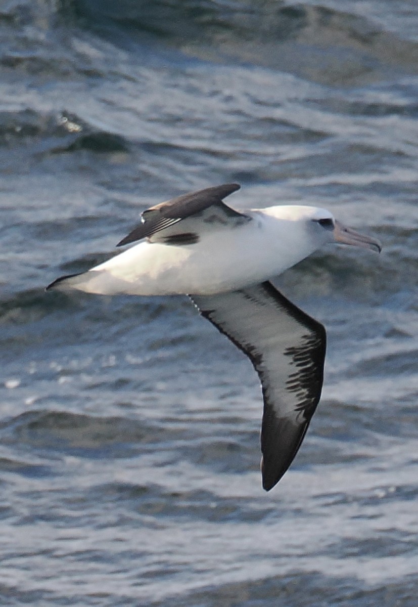 Laysan Albatross - ML642824461