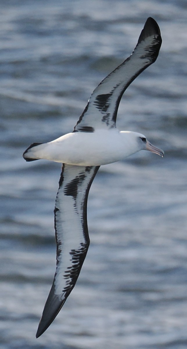 Laysan Albatross - ML642824463