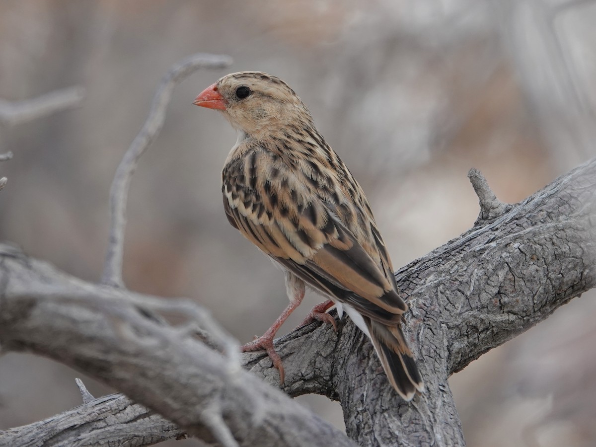 Shaft-tailed Whydah - ML642824474