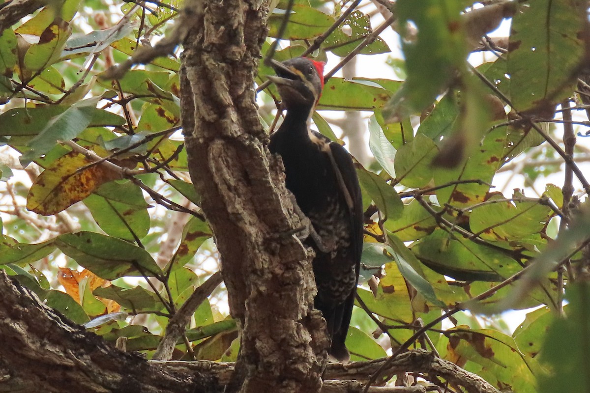Lineated Woodpecker - ML642824483