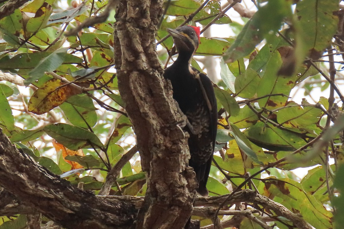 Lineated Woodpecker - ML642824484