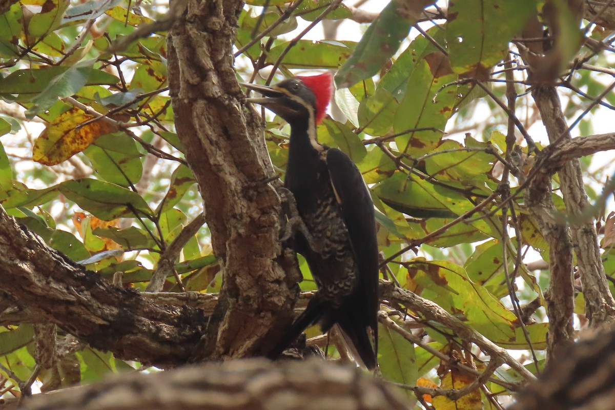 Lineated Woodpecker - ML642824487