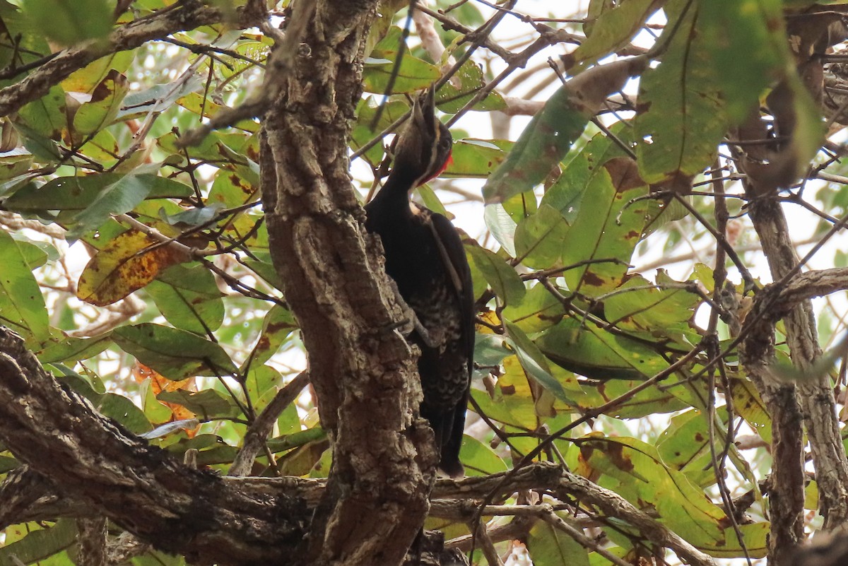 Lineated Woodpecker - ML642824488