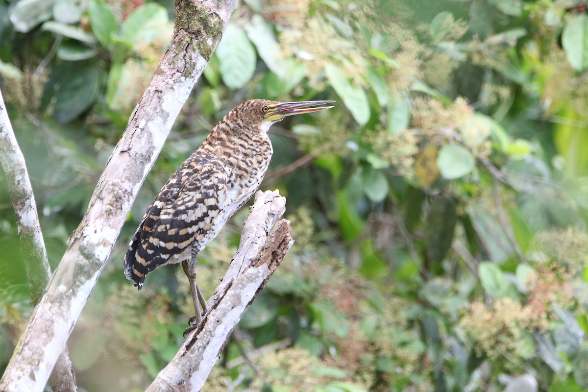 Rufescent Tiger-Heron - ML642824503