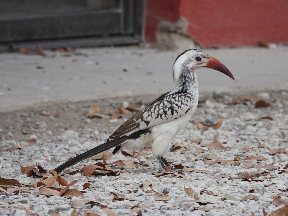 Damara Red-billed Hornbill - ML642824507