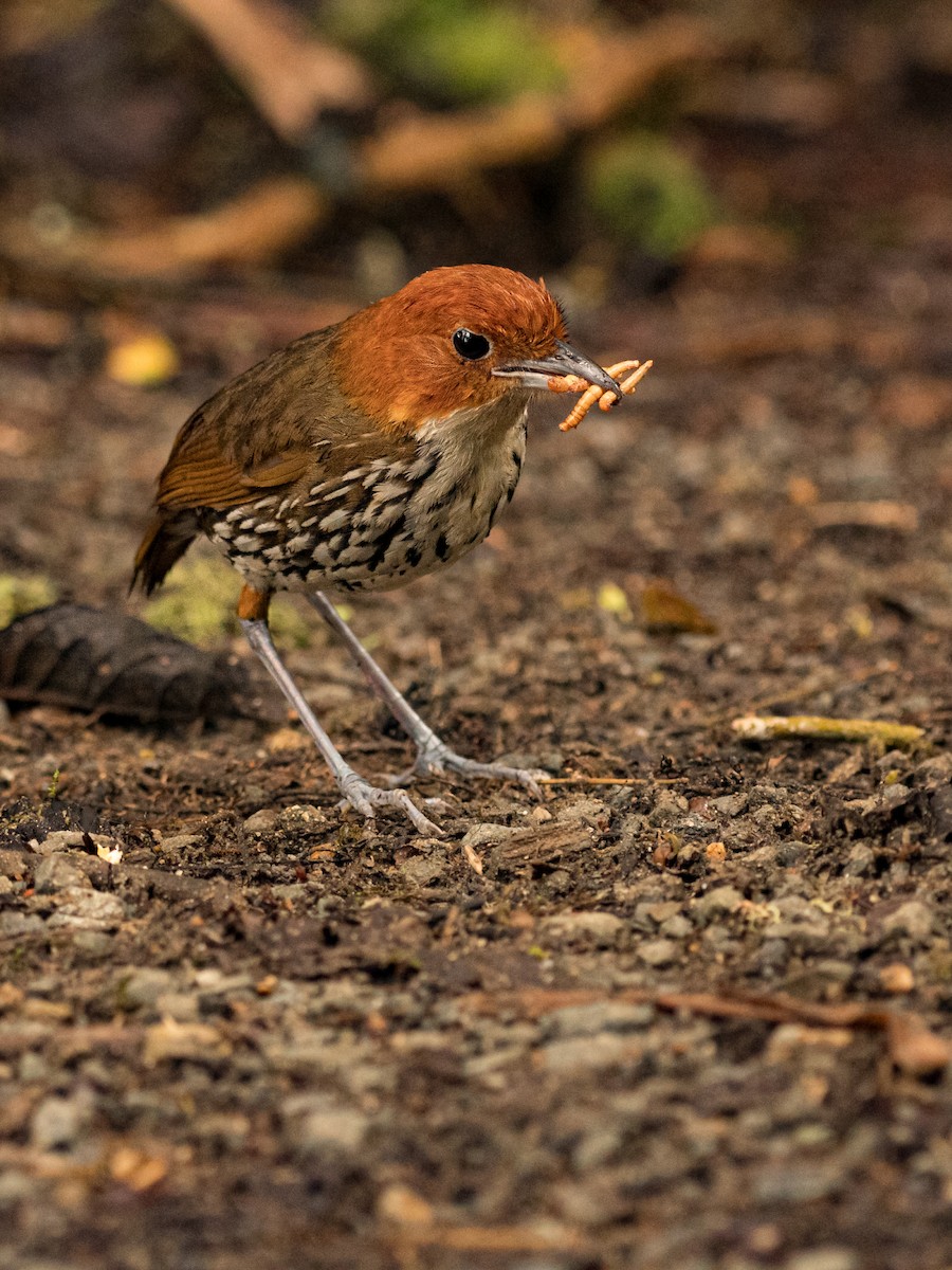 Chestnut-crowned Antpitta - ML642824517