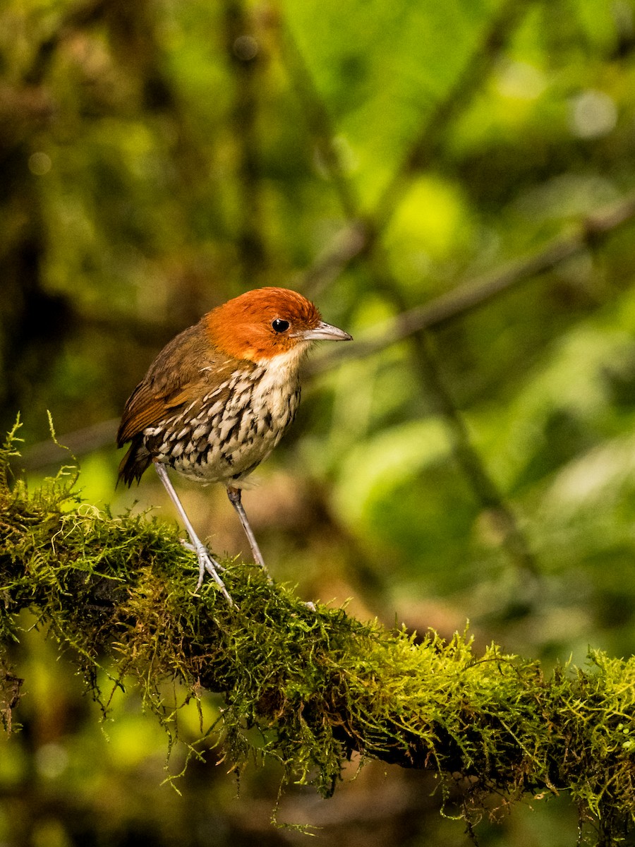 Chestnut-crowned Antpitta - ML642824518