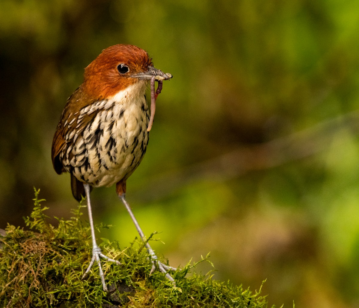 Chestnut-crowned Antpitta - ML642824519