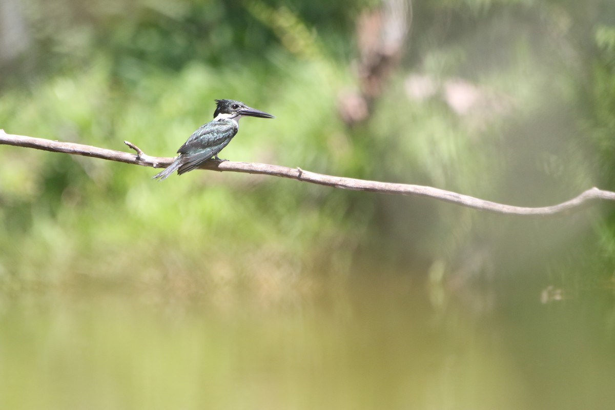 Martin-pêcheur d'Amazonie - ML642824525