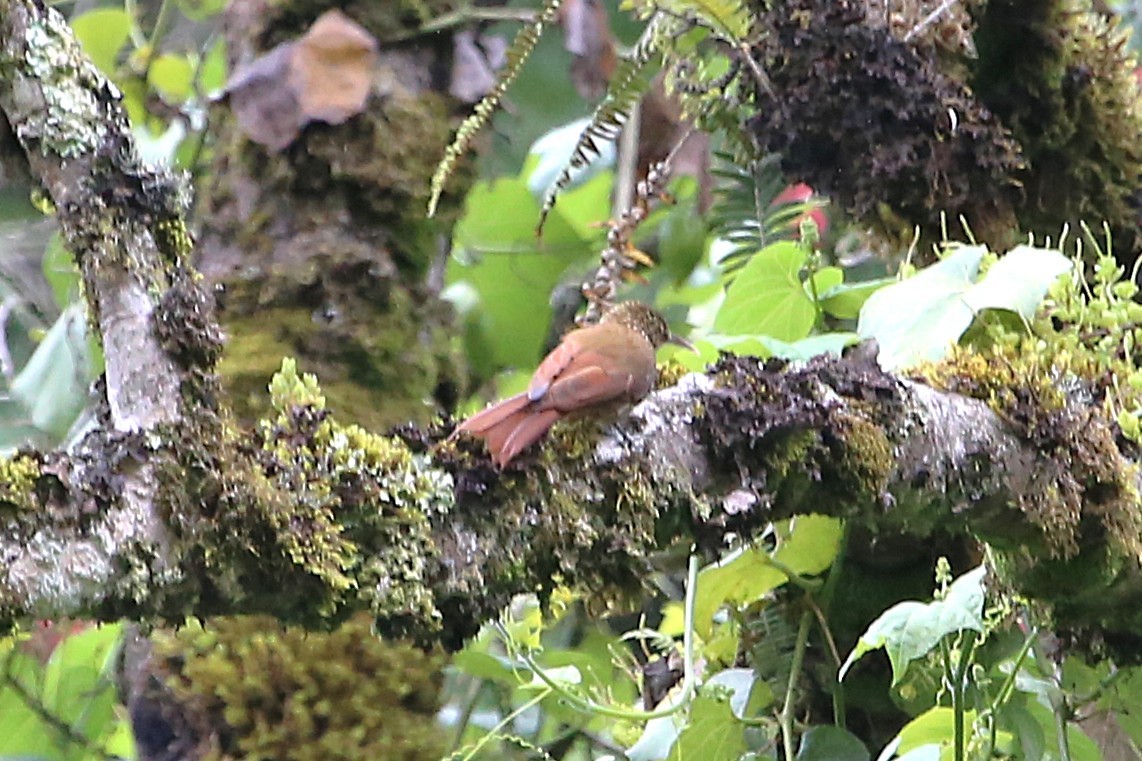 Spot-crowned Woodcreeper - ML642824526