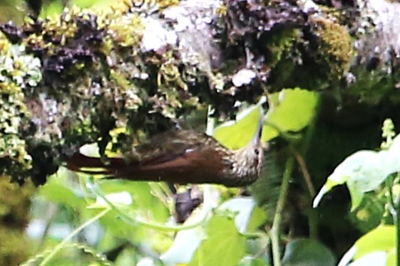 Spot-crowned Woodcreeper - ML642824527