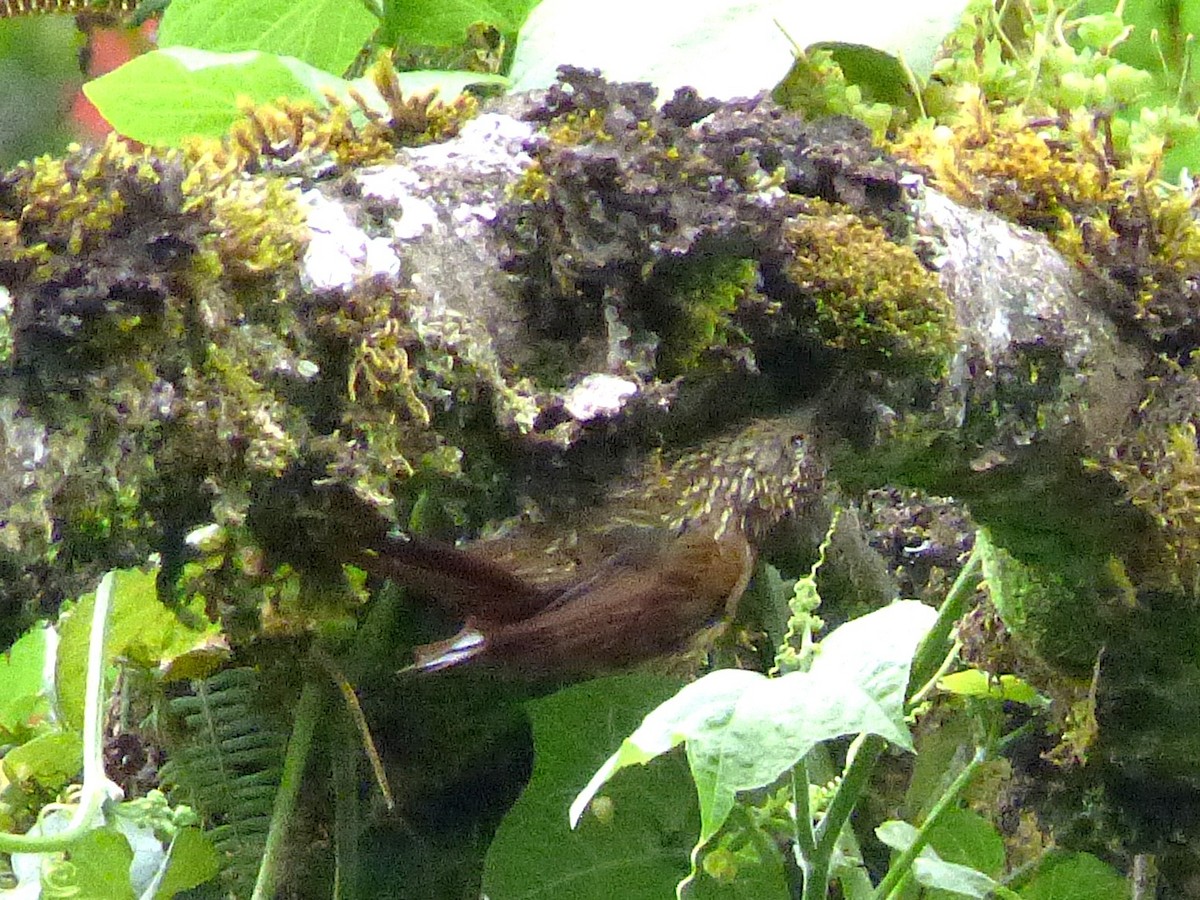 Spot-crowned Woodcreeper - ML642824528