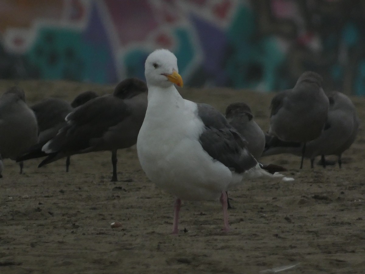 Western Gull - ML642824552