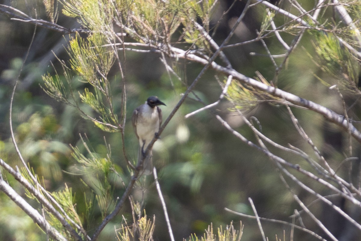 Noisy Friarbird - ML642824553