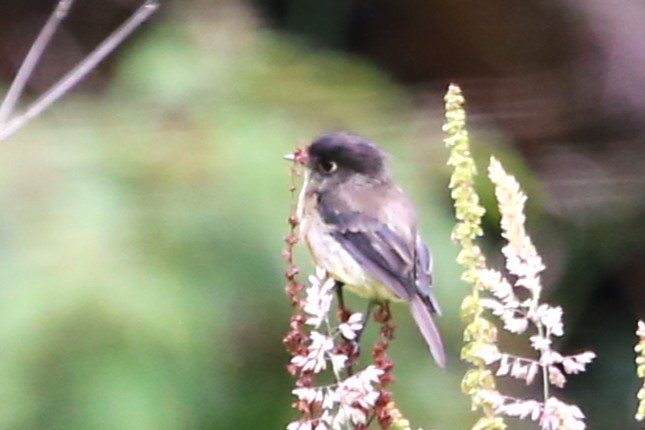 Black-capped Flycatcher - ML642824556
