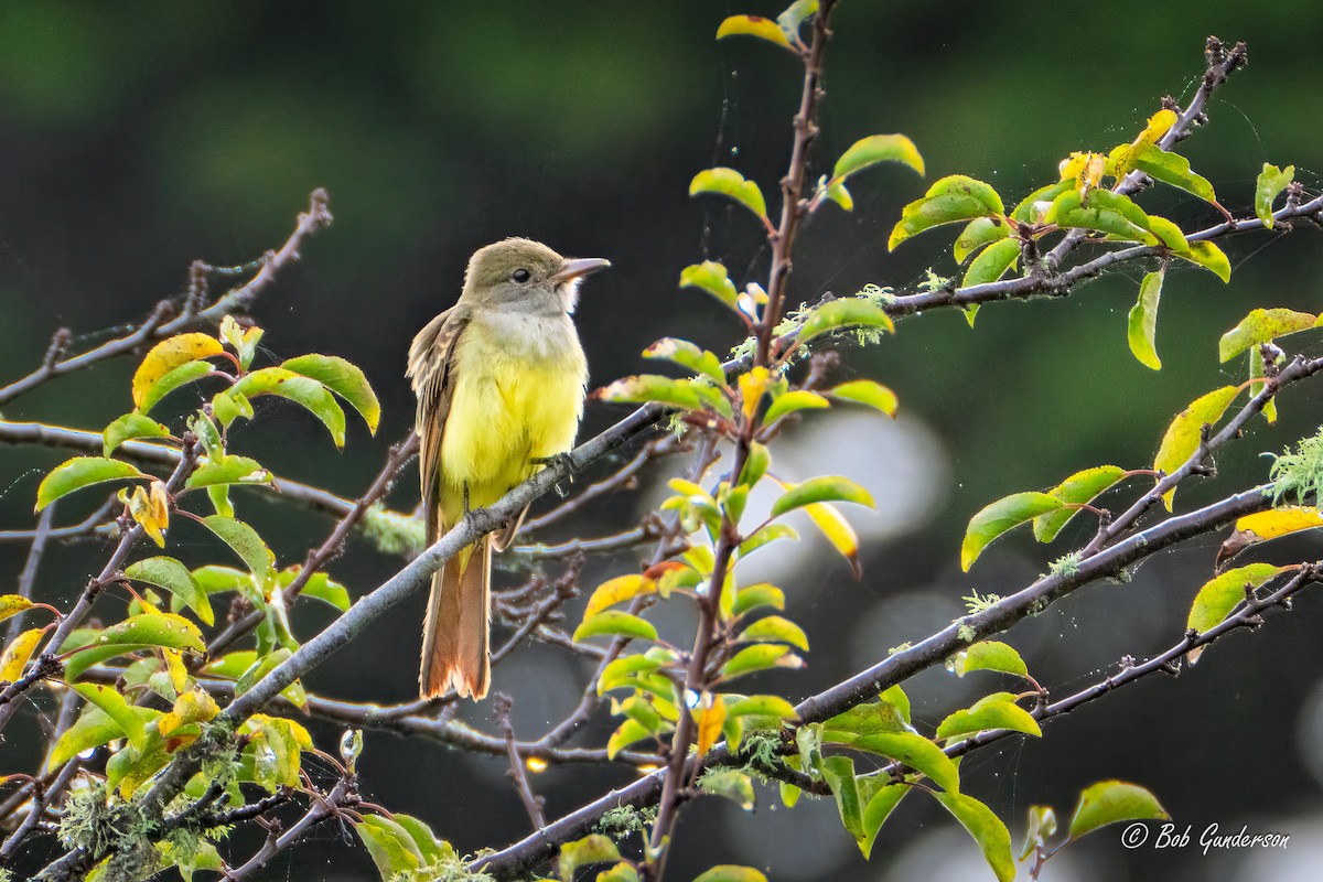Great Crested Flycatcher - ML642824562