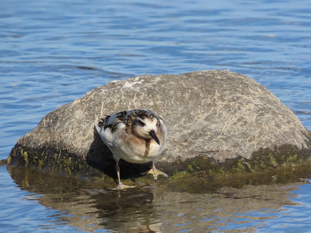 Red Phalarope - ML642824577