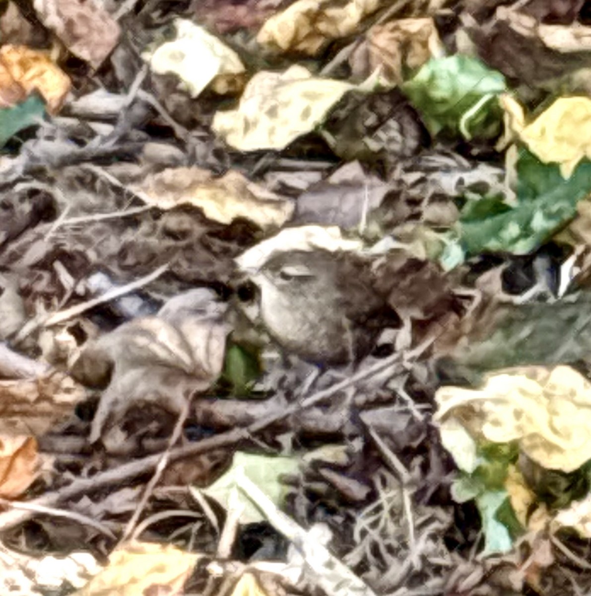 Winter Wren - ML642824582