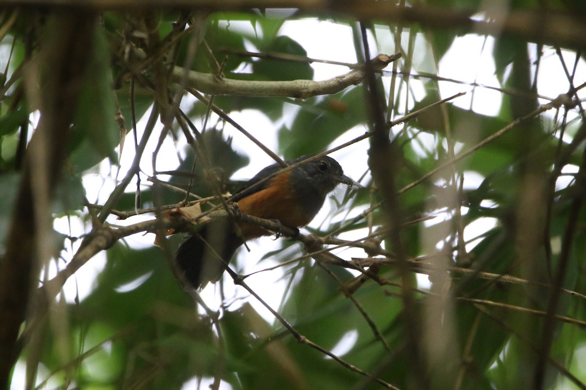 Bluish-slate Antshrike - ML642824584