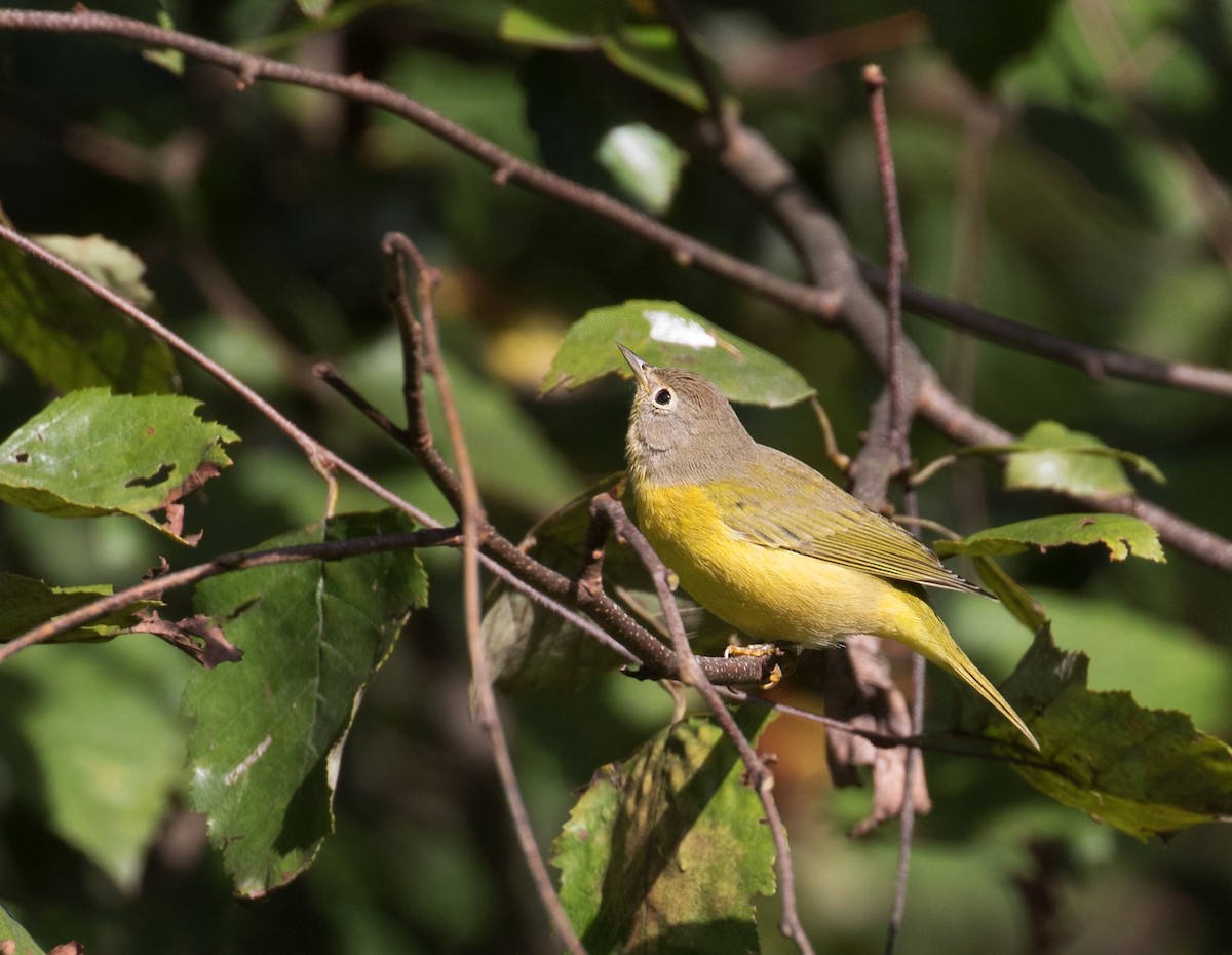 Nashville Warbler - ML642824590