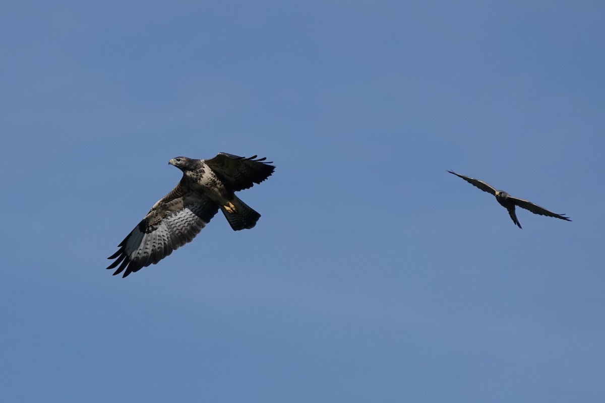 Common Buzzard - ML642824594