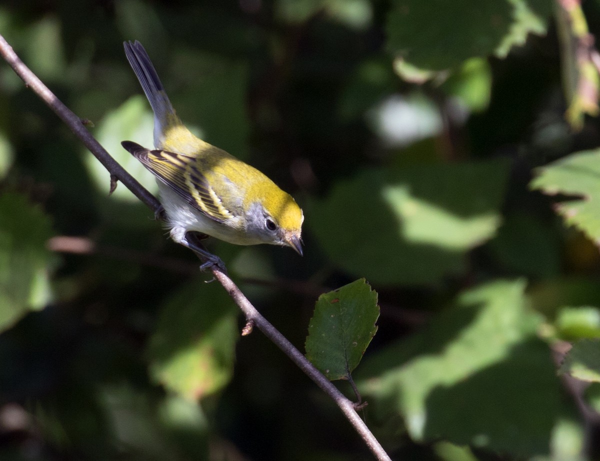 Chestnut-sided Warbler - ML642824596