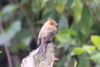Tufted Flycatcher - ML642824600