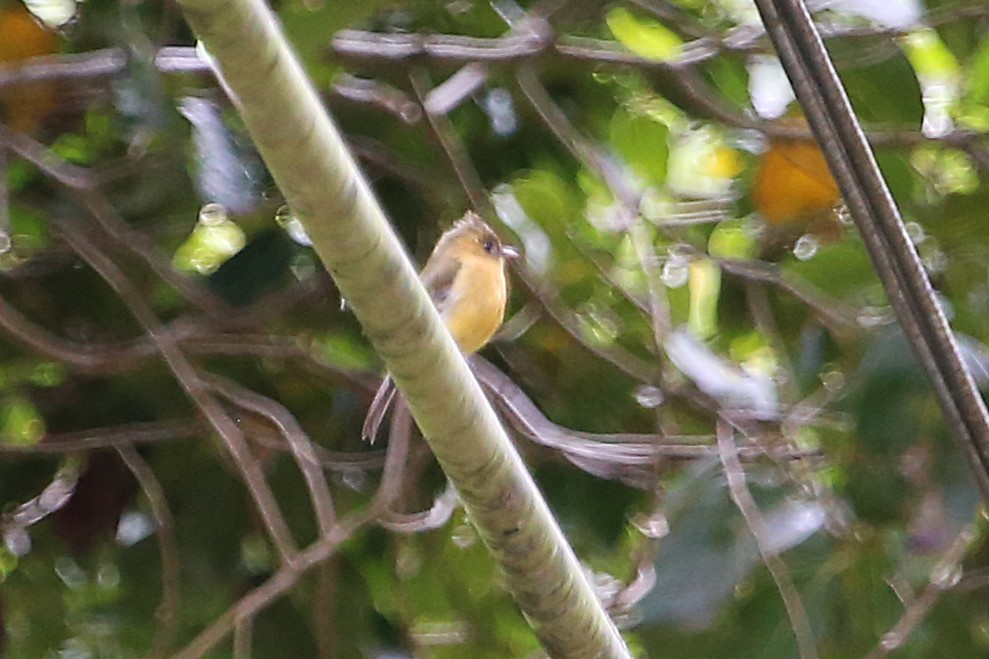 Tufted Flycatcher - ML642824601