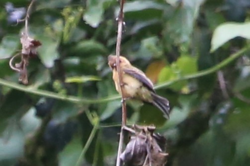 Tufted Flycatcher - ML642824602