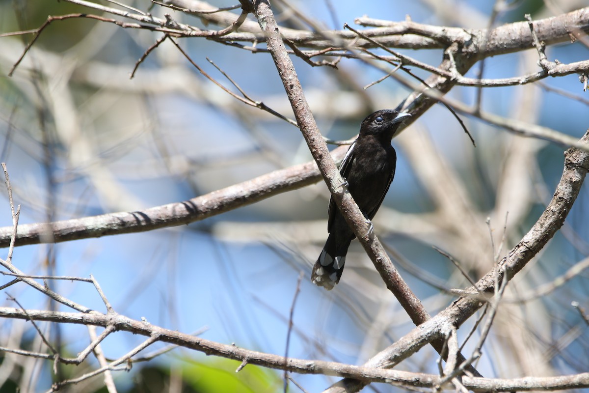 White-winged Becard - ML642824605