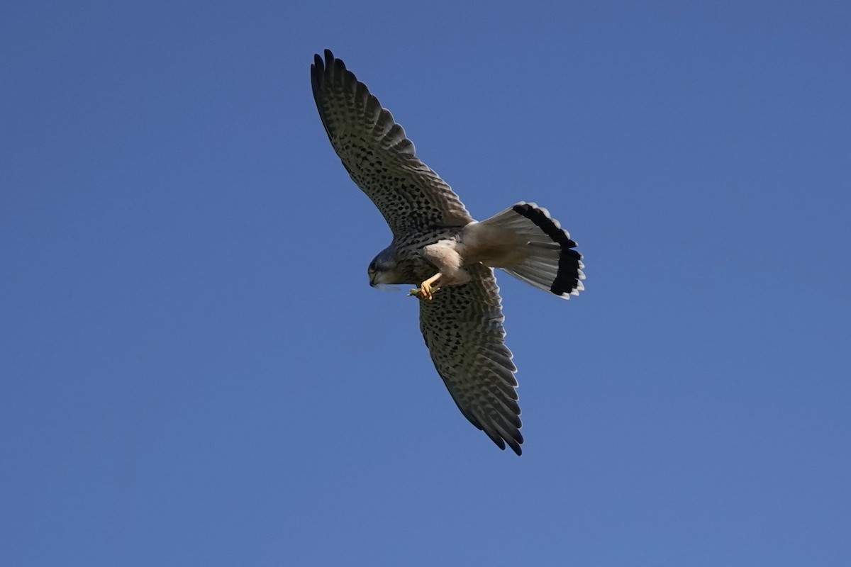 Eurasian Kestrel - ML642824607