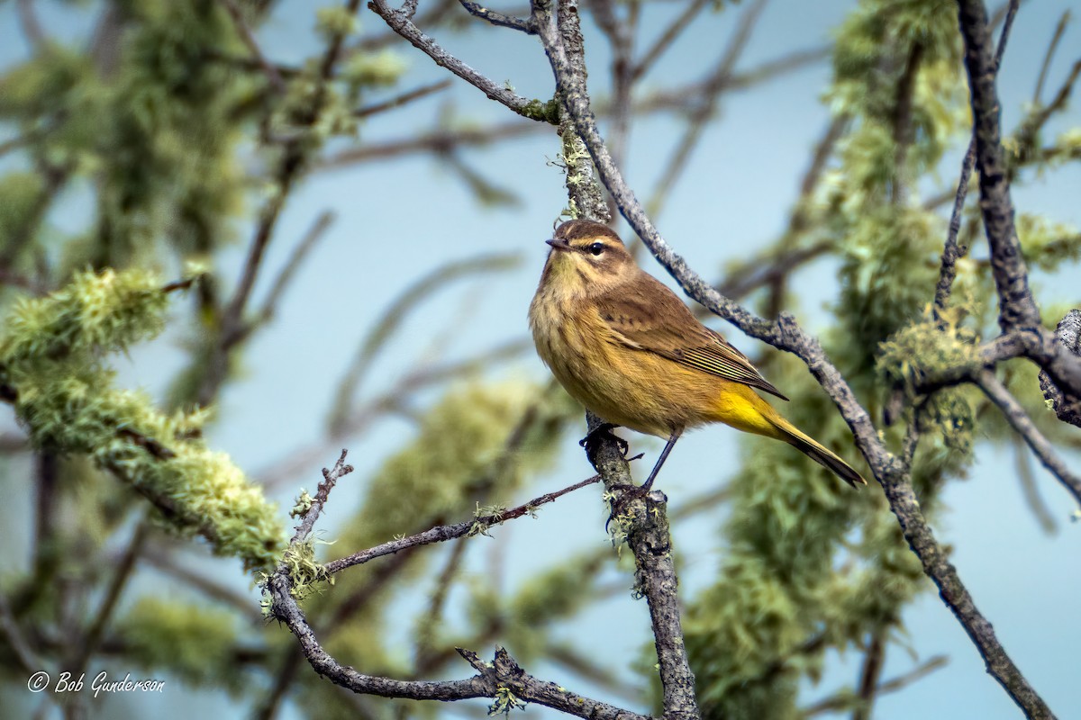 lesňáček bažinný - ML642824609