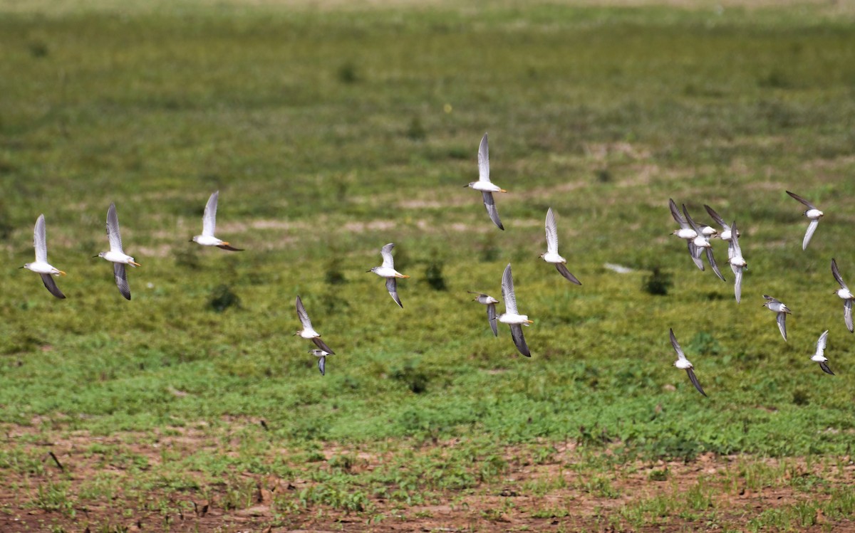 Pectoral Sandpiper - ML642824611