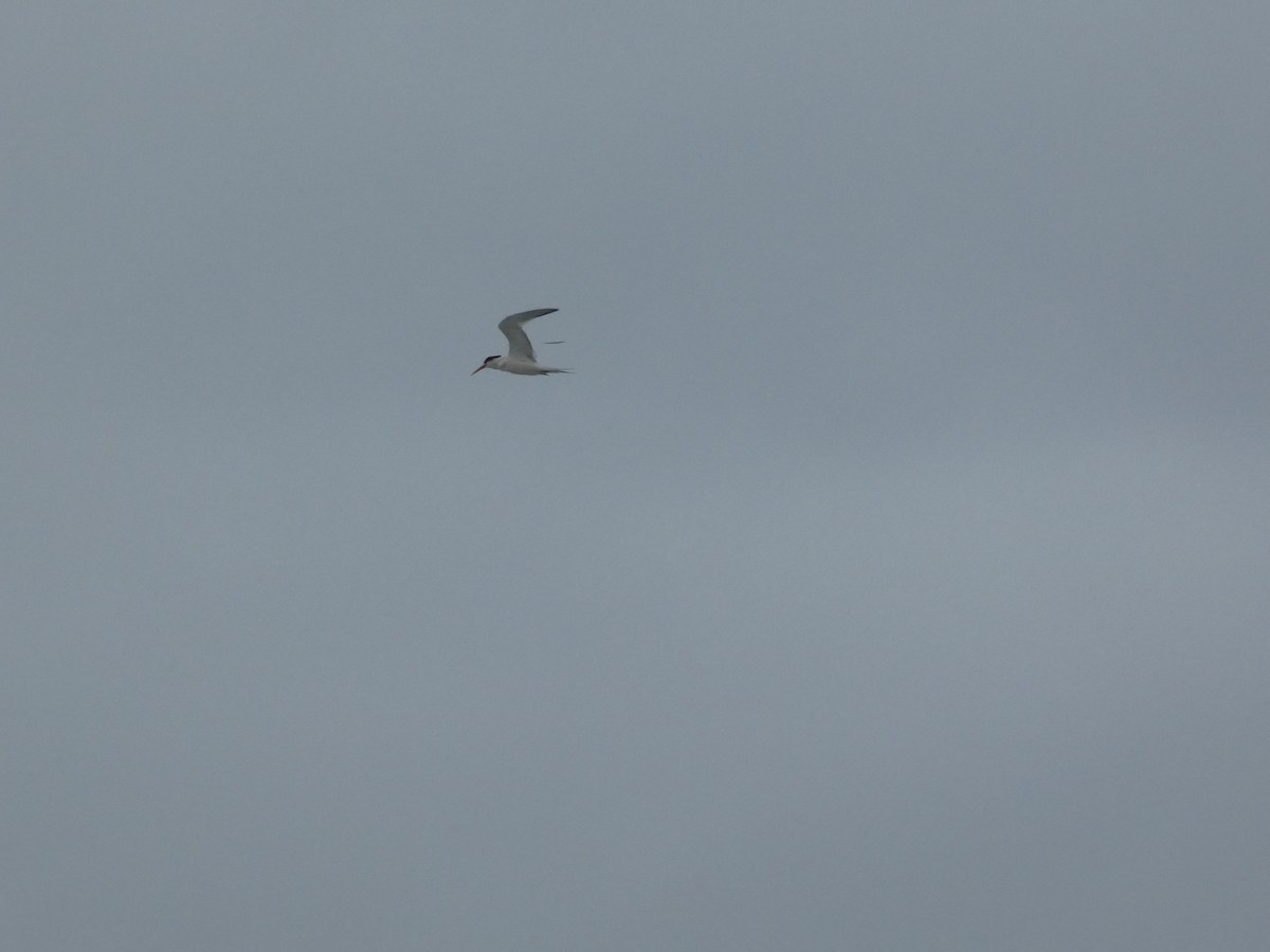 Elegant Tern - ML642824616