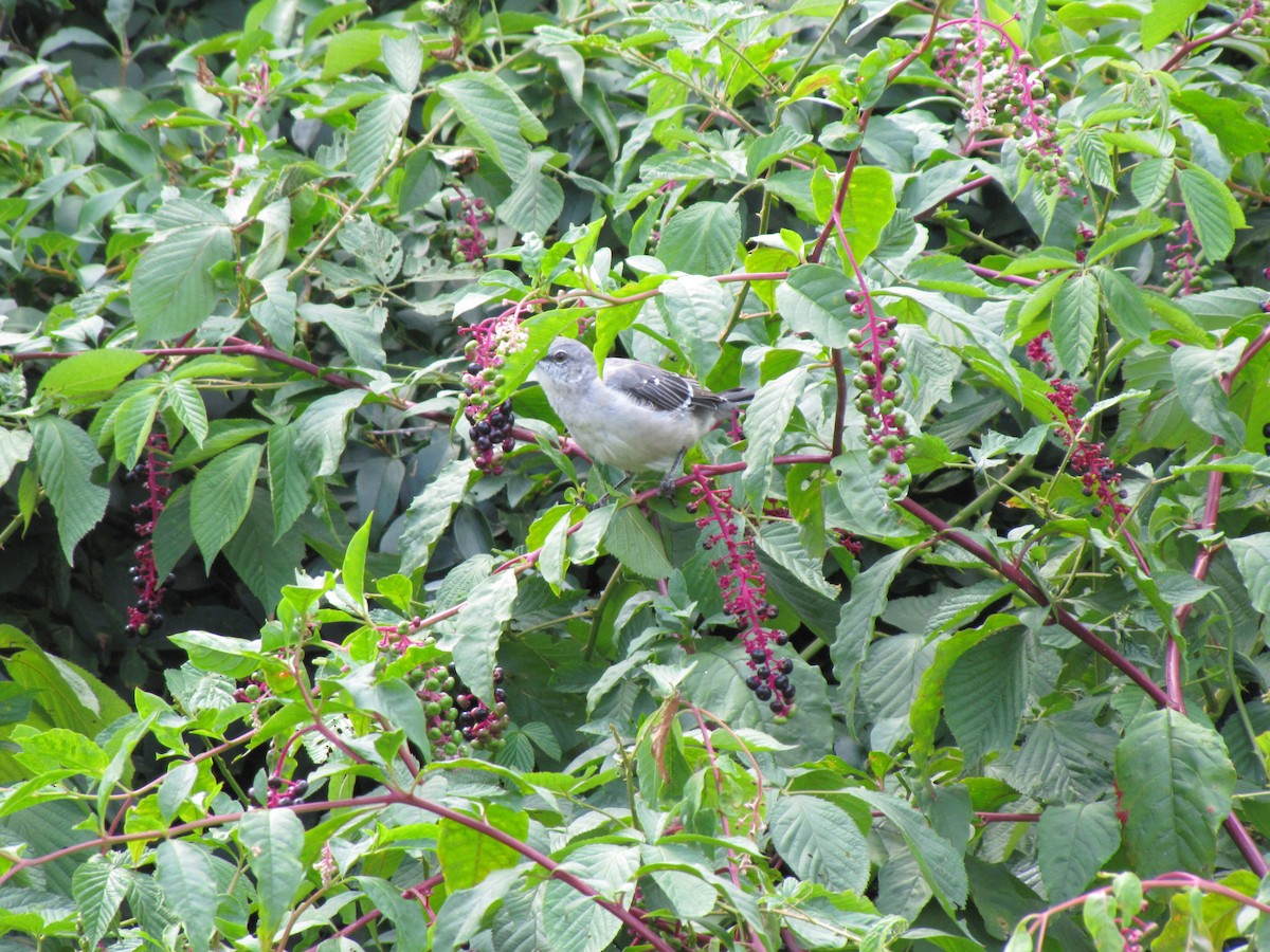 Northern Mockingbird - ML642824619