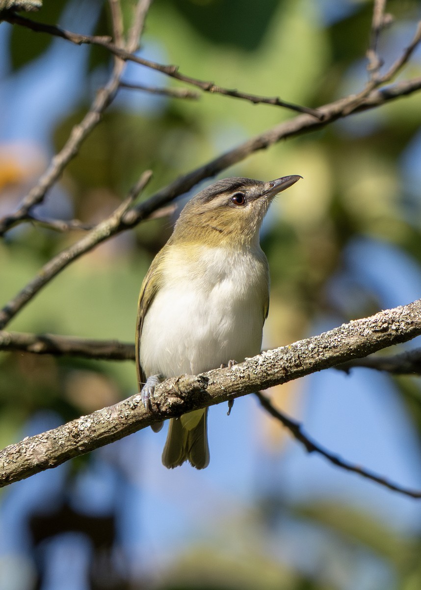 アカメモズモドキ - ML642824621
