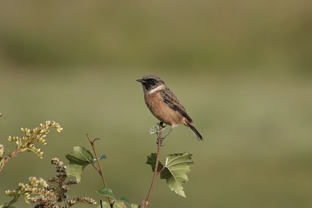 European Stonechat - ML642824625