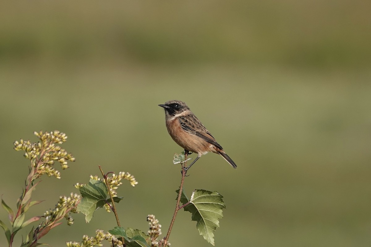 European Stonechat - ML642824626