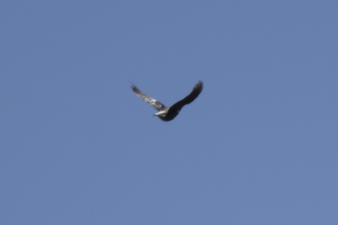 sapsucker sp. - ML642824630