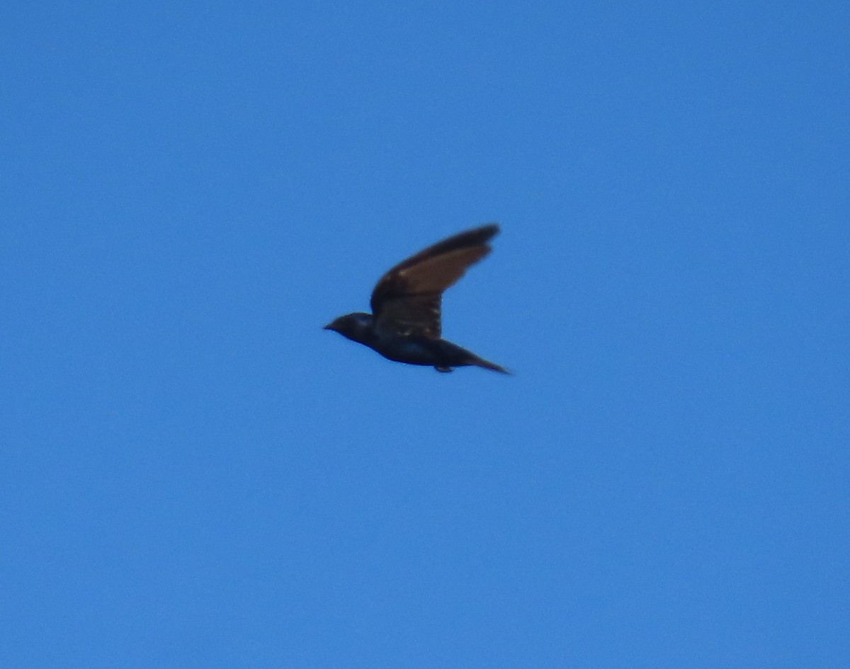 Purple Martin - ML642824632