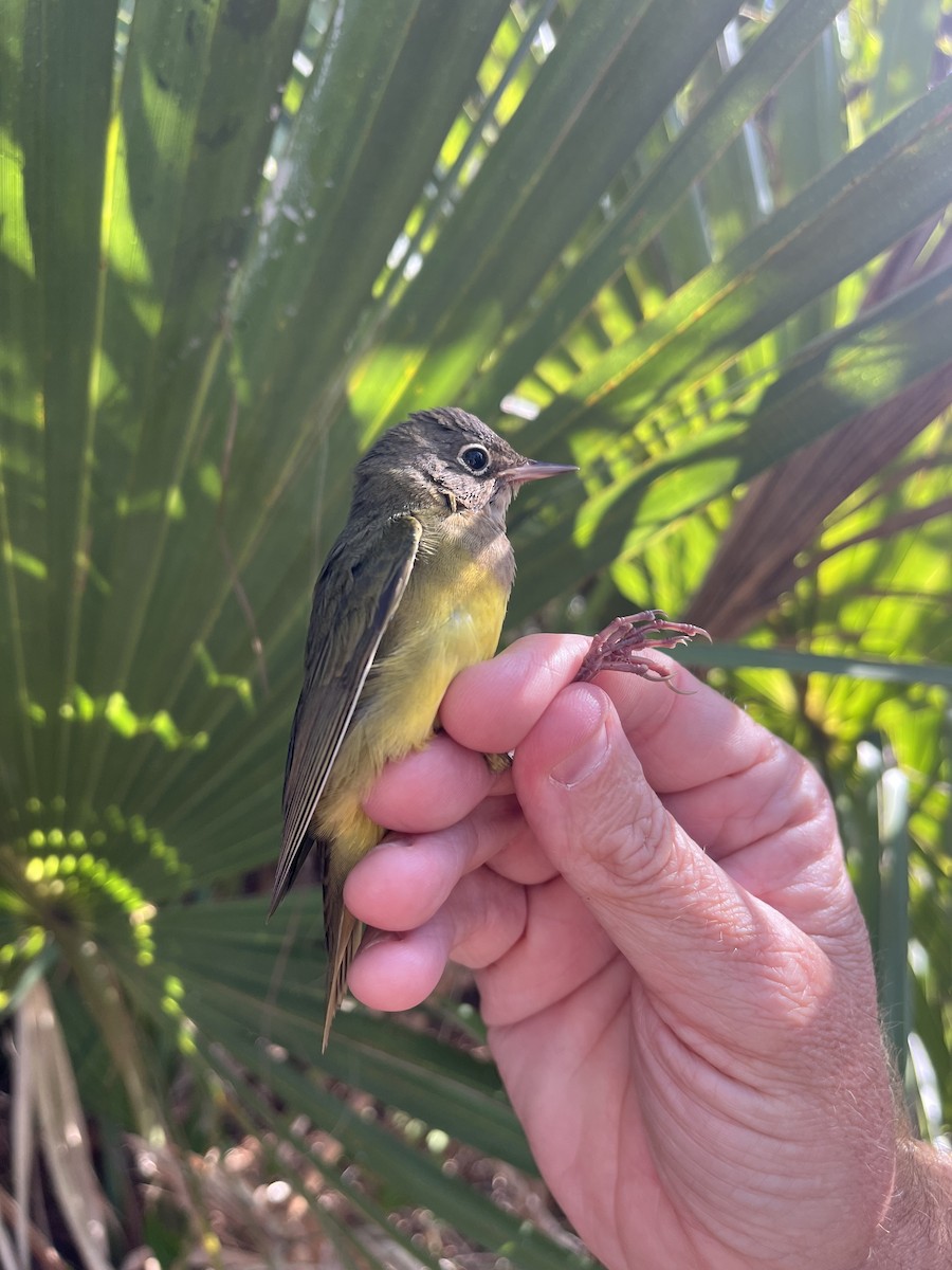 Connecticut Warbler - ML642824641